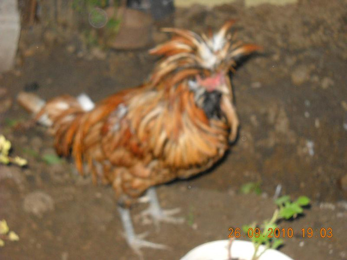 DSCN4627 - Rate-Gaini-Gaste