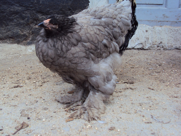 DSC05863 - Rate-Gaini-Gaste