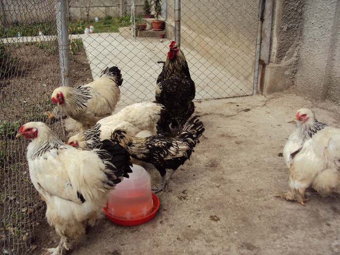 DSC08455 - Rate-Gaini-Gaste