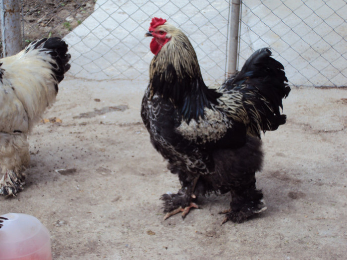 DSC08457 - Rate-Gaini-Gaste