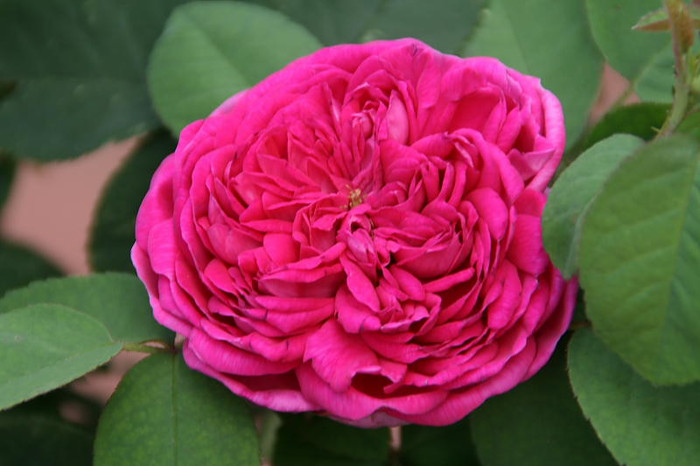 ROSE DE RESHT - Vechi Comanda 4garden 2012