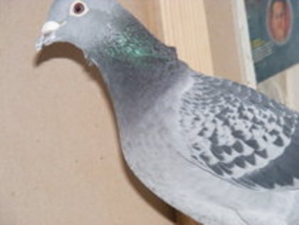 mama puilor 069&070Raymund Hermes Janssen D.Mathis v.Wegen Catriss