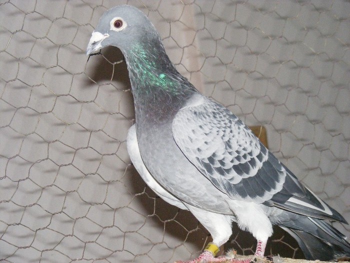 *99 Greu de ucis(un foarte bun reproducator)Morosan Catalin Suceava