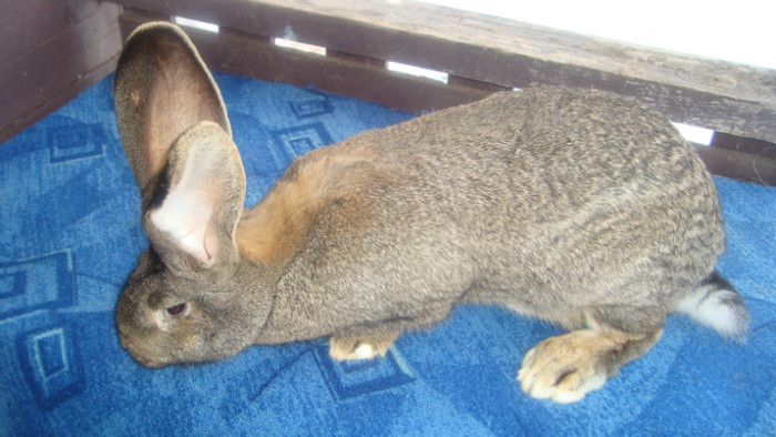 cumparata de la domnu BANDI