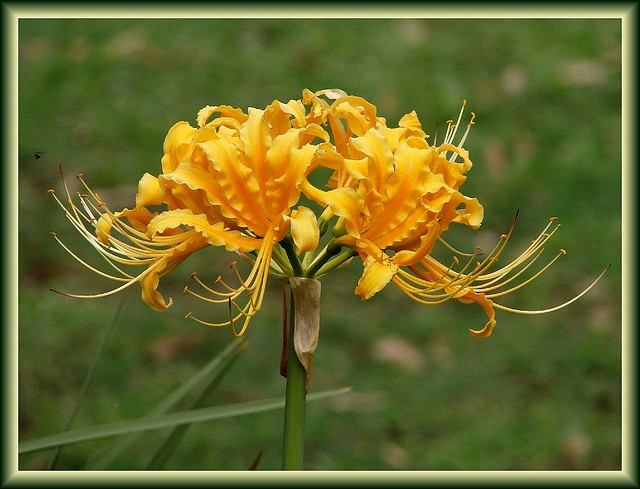 INDISPONIBIL Lycoris aurea - Lycoris bulbi
