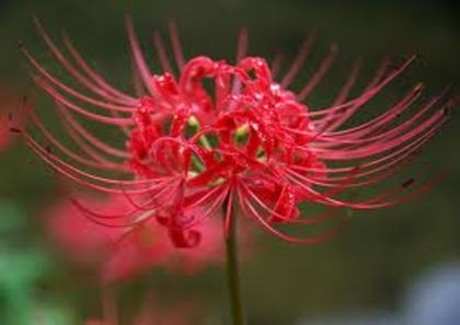 INDISPONIBIL Lycoris radiata - Lycoris bulbi