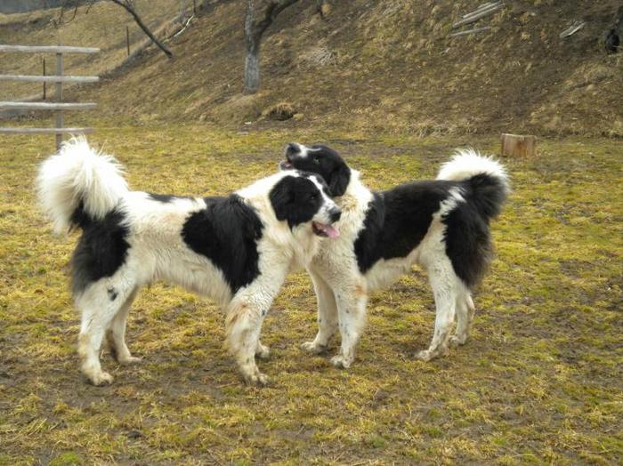 1300388897-dobrin-si-hercule - CIOBANESC DE BUCOVINA