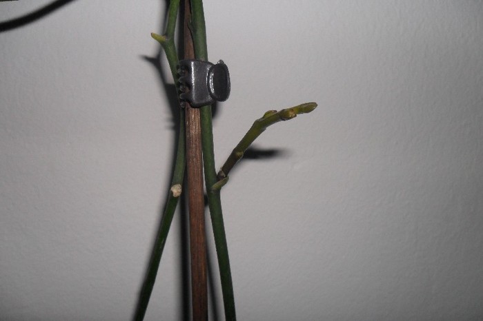 A R 002