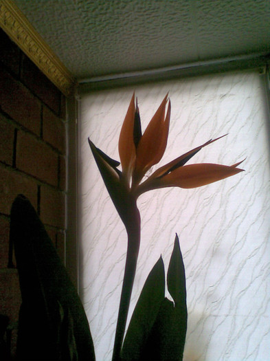 Chiken 015 - u-Abutilio-strelitzia-cactus----flori personale