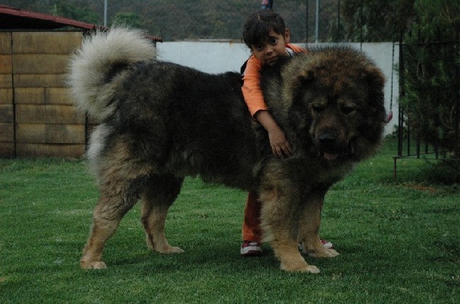 Caucasian Shepherd 1 - CIOBANESC CAUCAZIAN