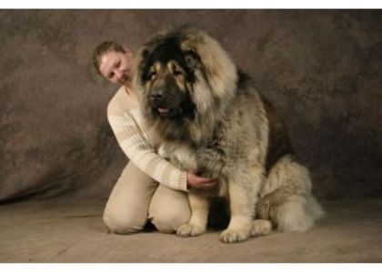 Caucasian Shepherd