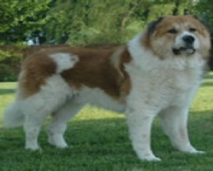 caucasian_ovtcharka_470_4_thumb