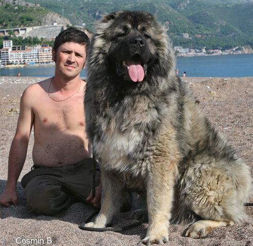 Osman_Hoksa_Rex&Arthur_Budva-beach_g
