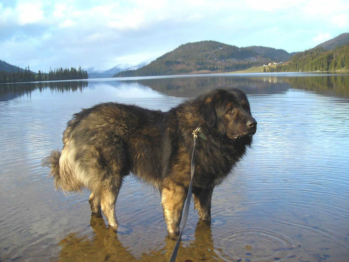 Rauland%2002122006%20Zoot