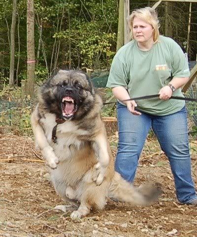 The-Caucasian-Shepherd-Dog