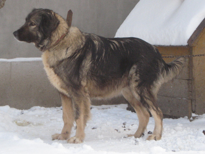 molda