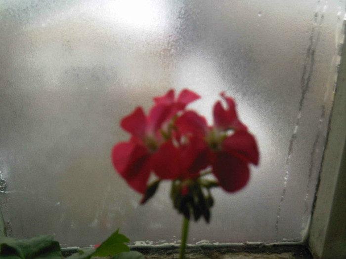 prin geamul aburit, ianuarie 2012