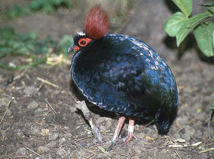 potarniche de  madagascar (mascul)