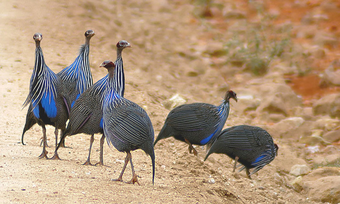 Vulturine-GuineeaFowl