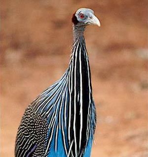 vulturine-guineafowl - z-CUMPAR