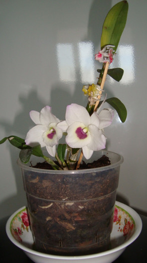 dendrobium de la mada30vio