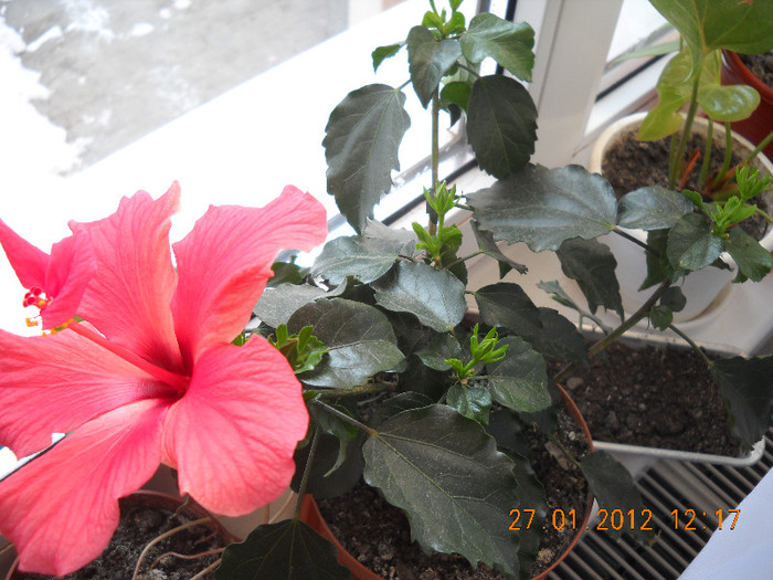 DSCN2029 - Hibiscus