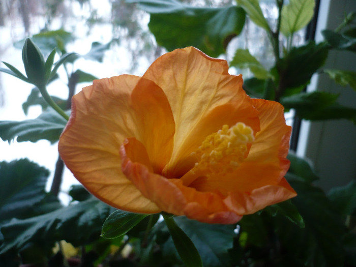 P1110337