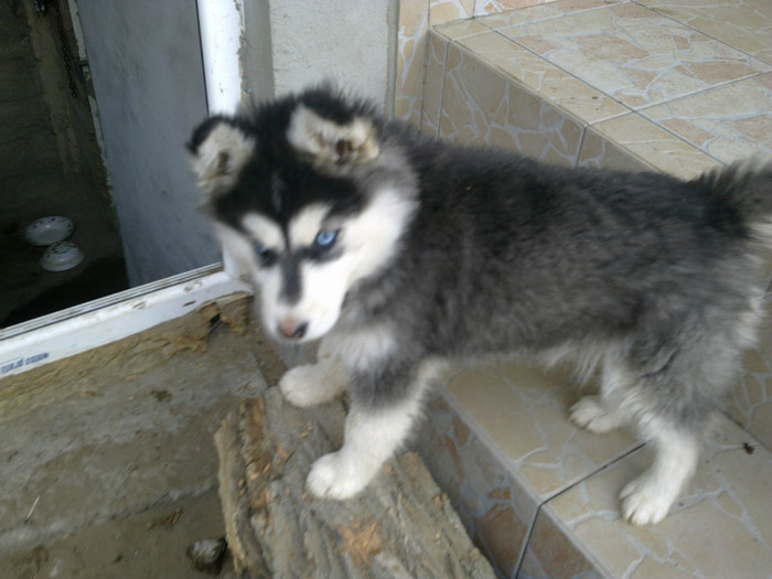 3 luni - BLUE husky