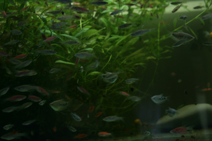 IMG_8754 - AGVARII CU PESTI