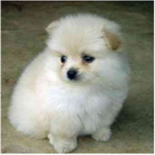 catelusi-pomeranian-de-vanzare_1