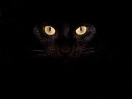 ochii din padure si din casa