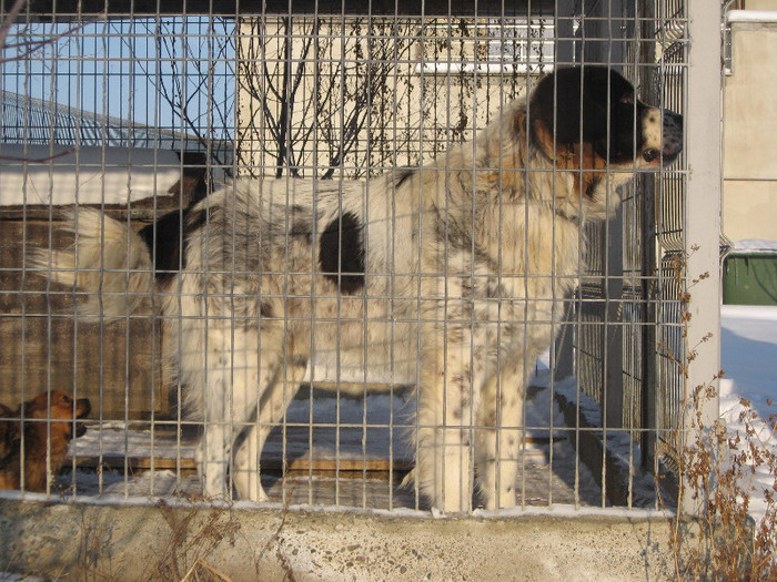mascul doggy
