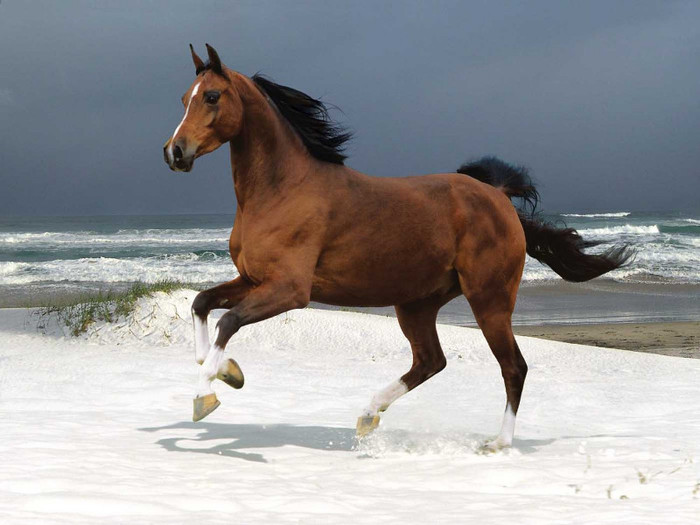 horse-sea - cai