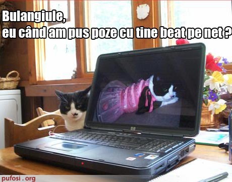 poze-amuzante-pisica-te-face-bulangiu