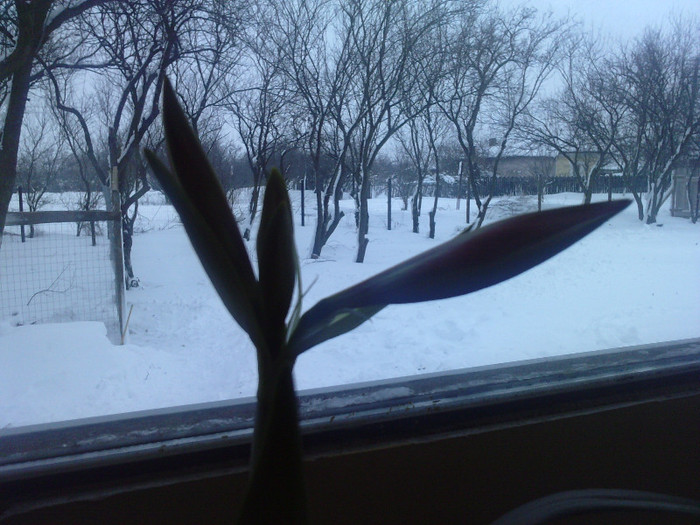 Am trecut de viscol, imi rid de nameti!