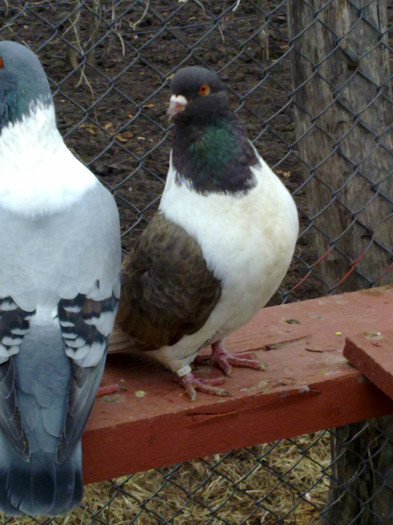 28122011391 - Porumbei Standard