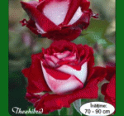 trandafiri-osiria-420.jpg - trandafirii mei-achizitii