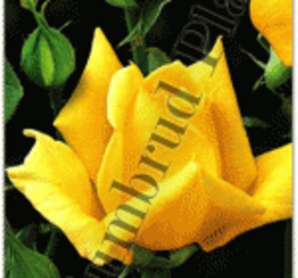trandafiri-golden-parfume-teahybrid-418.jpg - trandafirii mei-achizitii