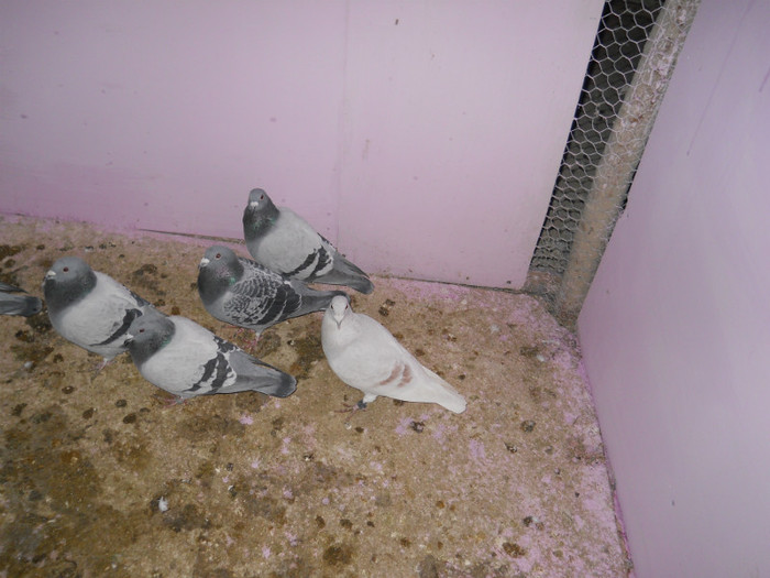 Picture 3087