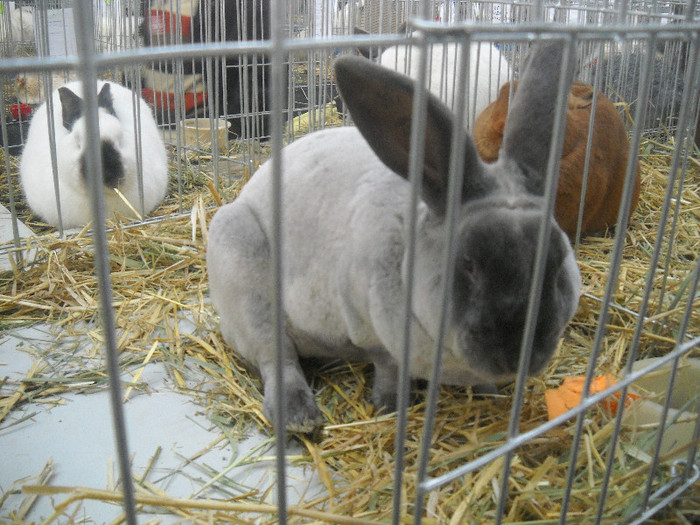 Picture 054