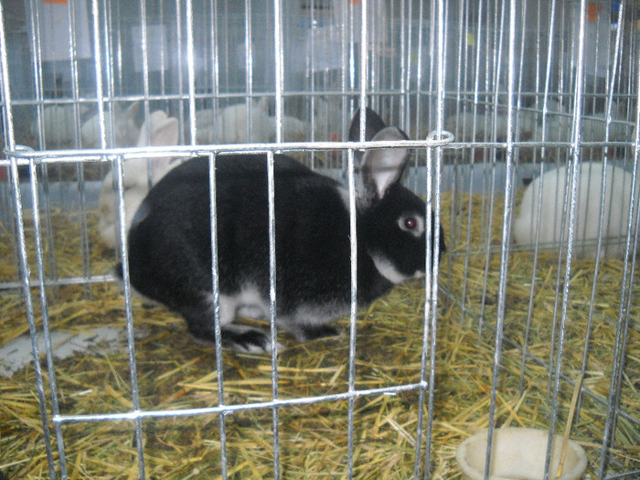 Picture 062 - 2012 CLUJ