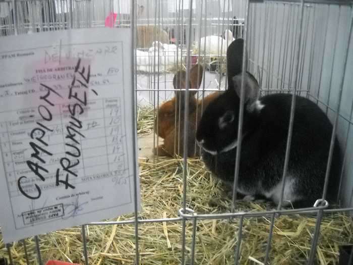 Picture 063 - 2012 CLUJ