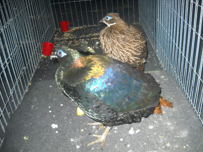 Picture 067 - 2012 CLUJ