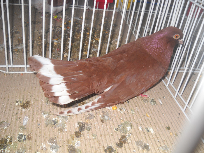 Picture 071 - 2012 CLUJ