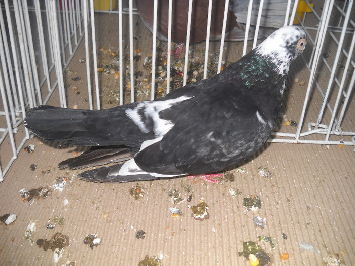 Picture 076 - 2012 CLUJ