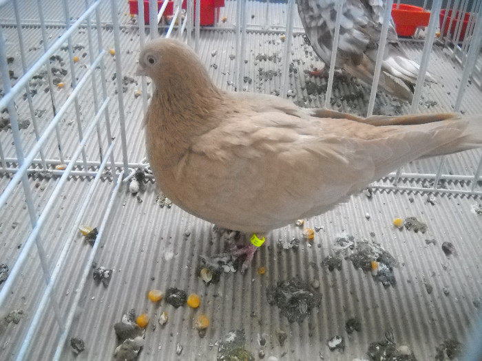 Picture 079 - 2012 CLUJ