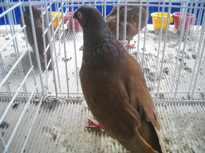 Picture 083 - 2012 CLUJ