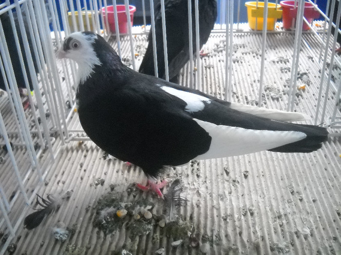 Picture 084 - 2012 CLUJ