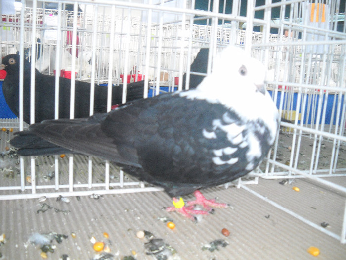 Picture 085 - 2012 CLUJ