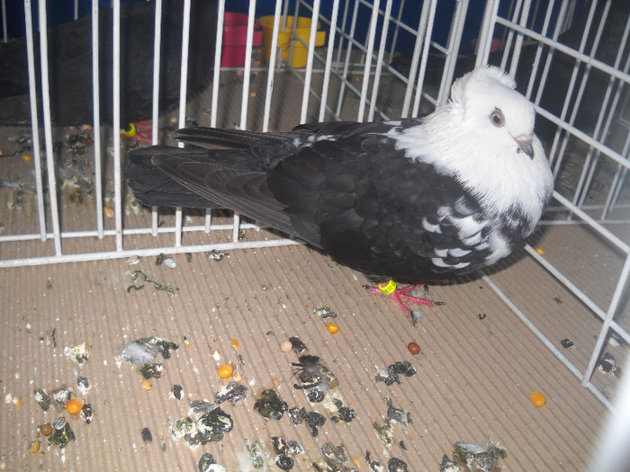 Picture 086 - 2012 CLUJ